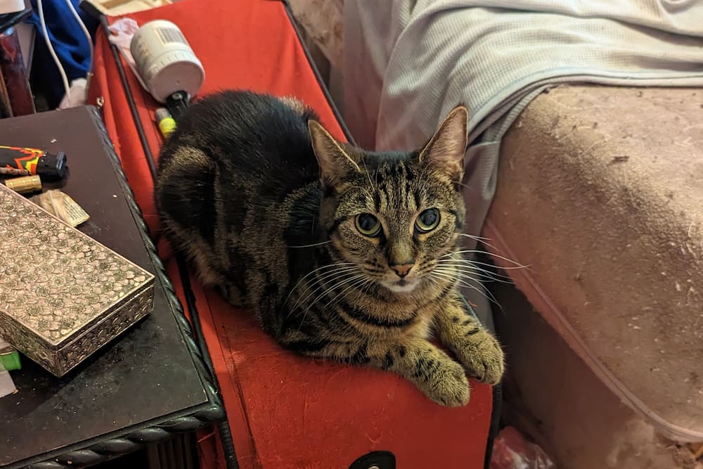 A scared-looking Jaffa, a brown tortie cat laying down amongst mess.
