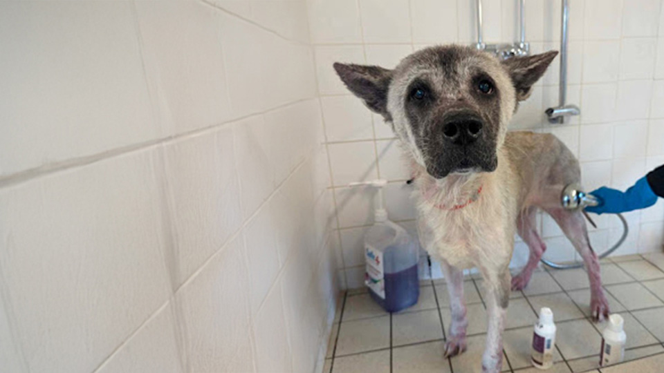 Lola, a large white dog standing up in a washroom being cleaned up.