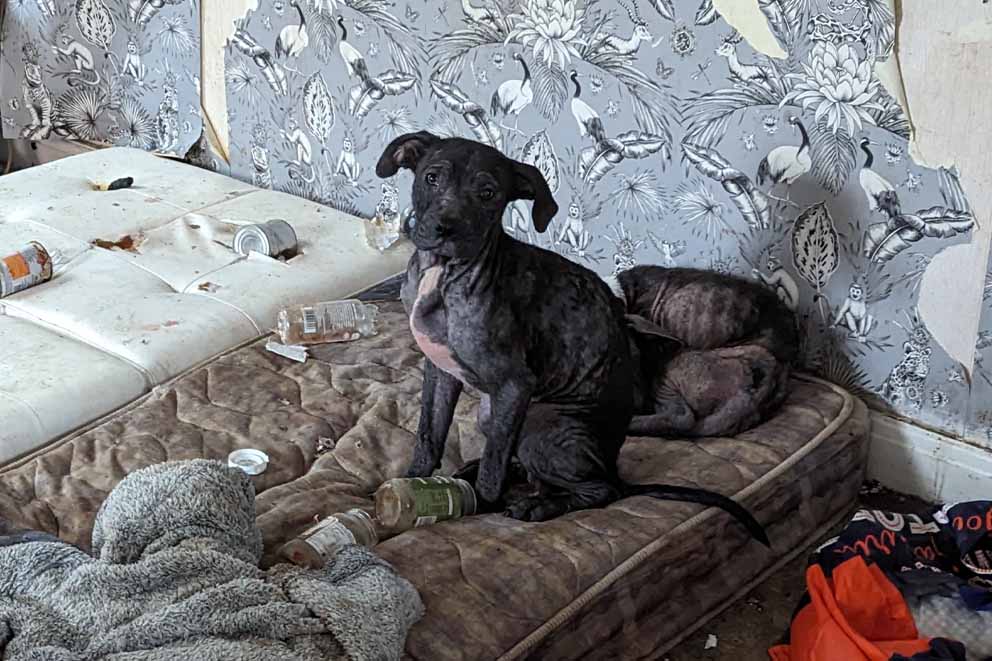 A frail and frightened Jack and Poppy during their rescue: one sitting on a dirty mattress surrounded by rubbish, whilst the other dog sleeping curled up behind them.
