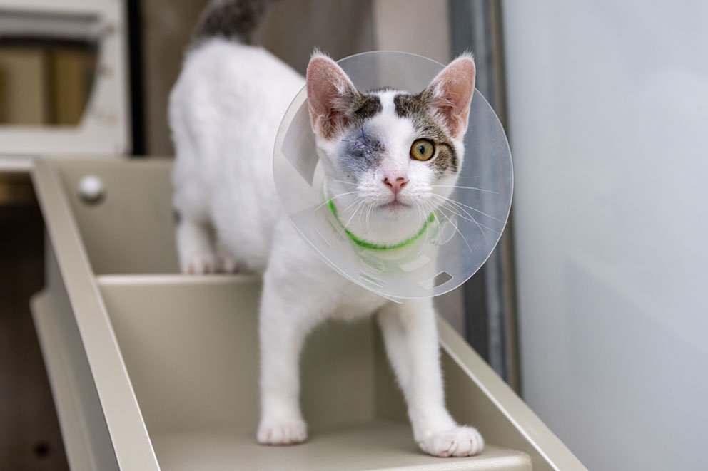 Bertie, a one-eyed white and tabby cat wearing a clear plastic protective cone stands on a set of light grey pet stairs.