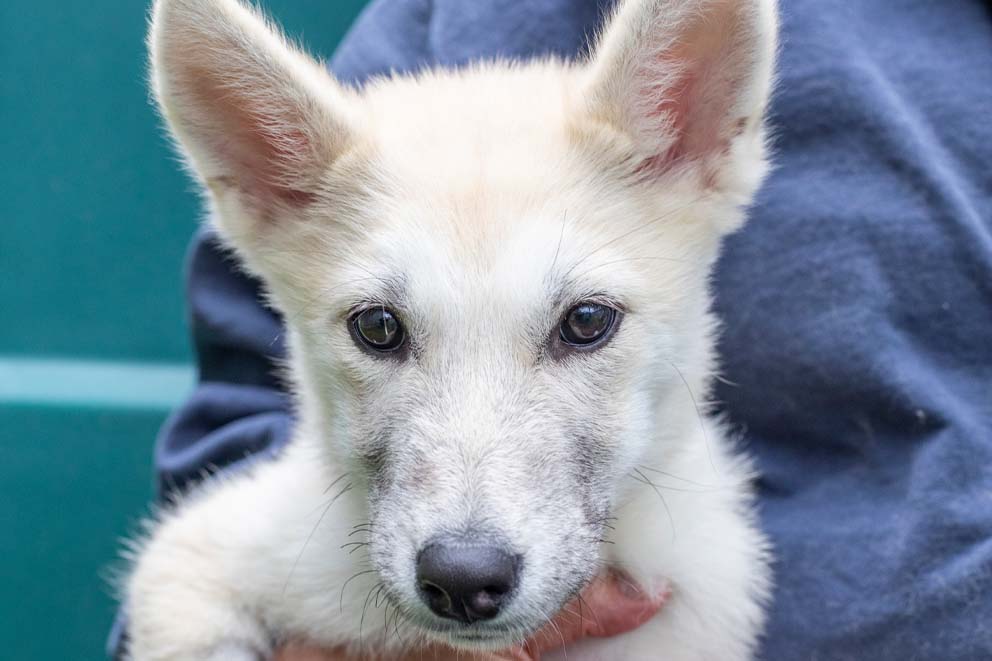 A person wearing a dark blue hoodie holds Lucy, a fluffy white puppy in their arms.