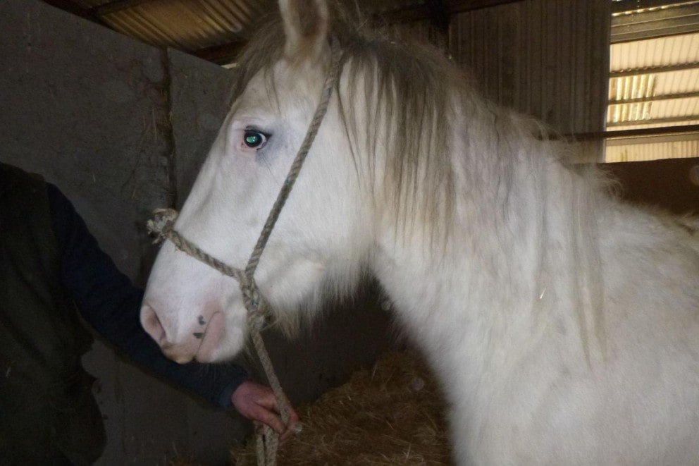 Pony rescued