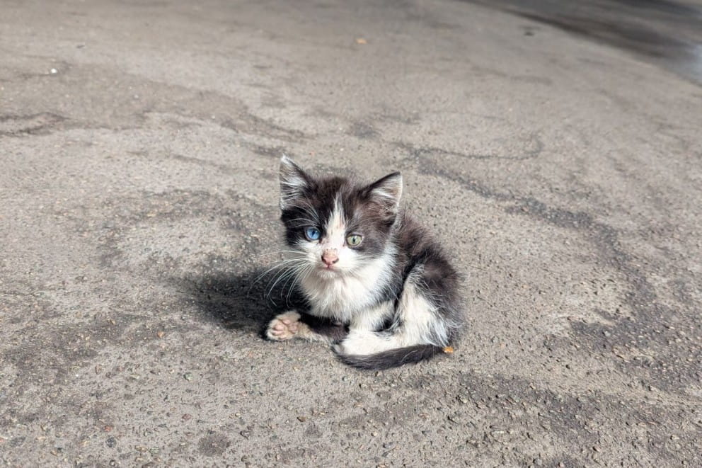 Scruff the cat abandoned and alone