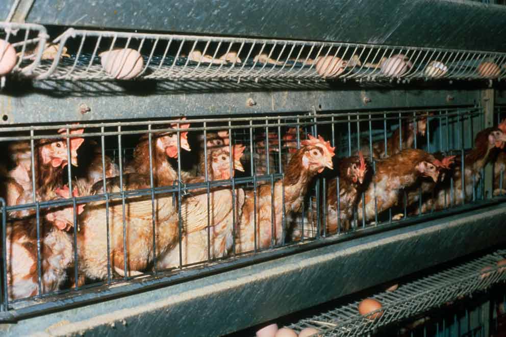 Several brown chickens are crowded inside stacked wire battery cages with eggs resting on the grates outside.