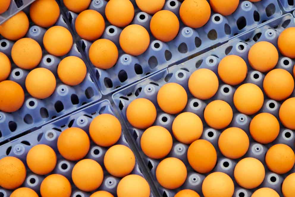 Dozens of brown eggs are neatly arranged in blue plastic egg trays.