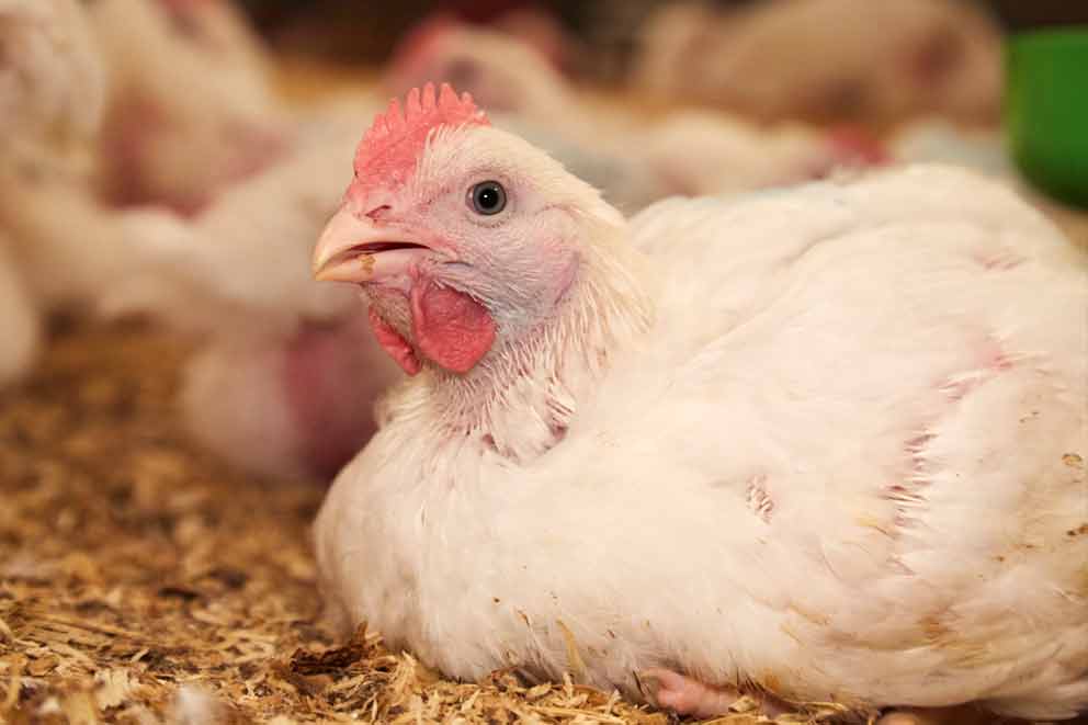 A close-up of a white chicken resting on wood shavings inside a barn.