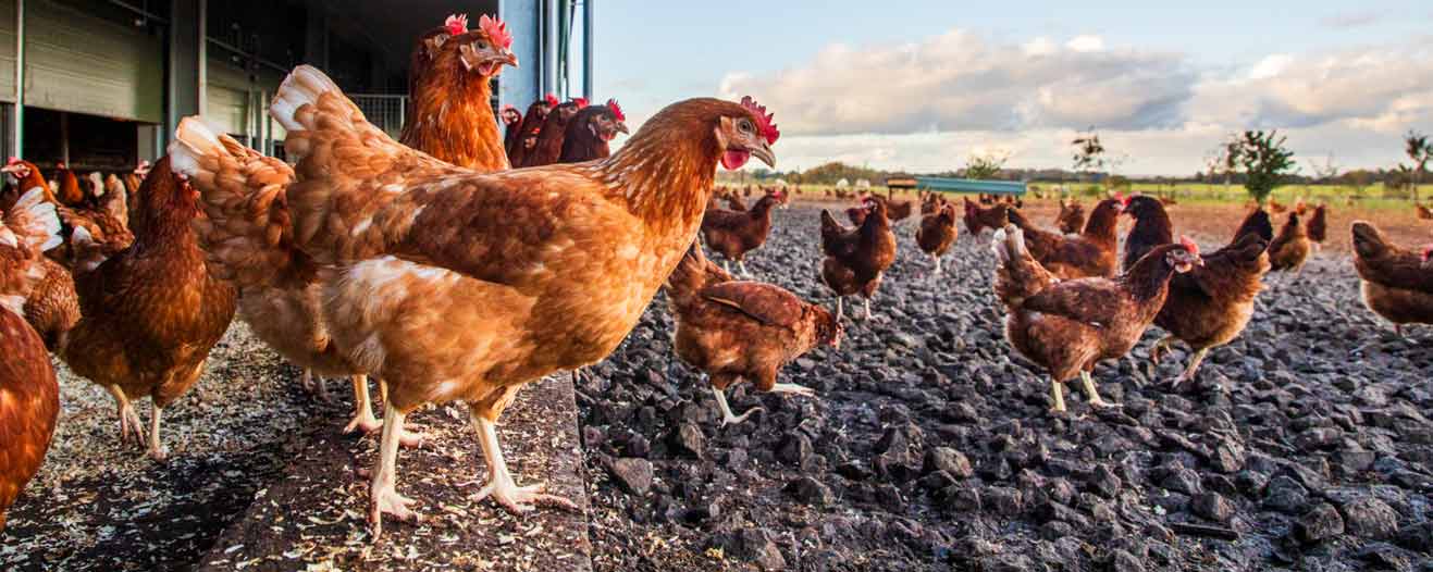 A large flock of free-range brown chickens gathers outside a barn on a rocky surface.