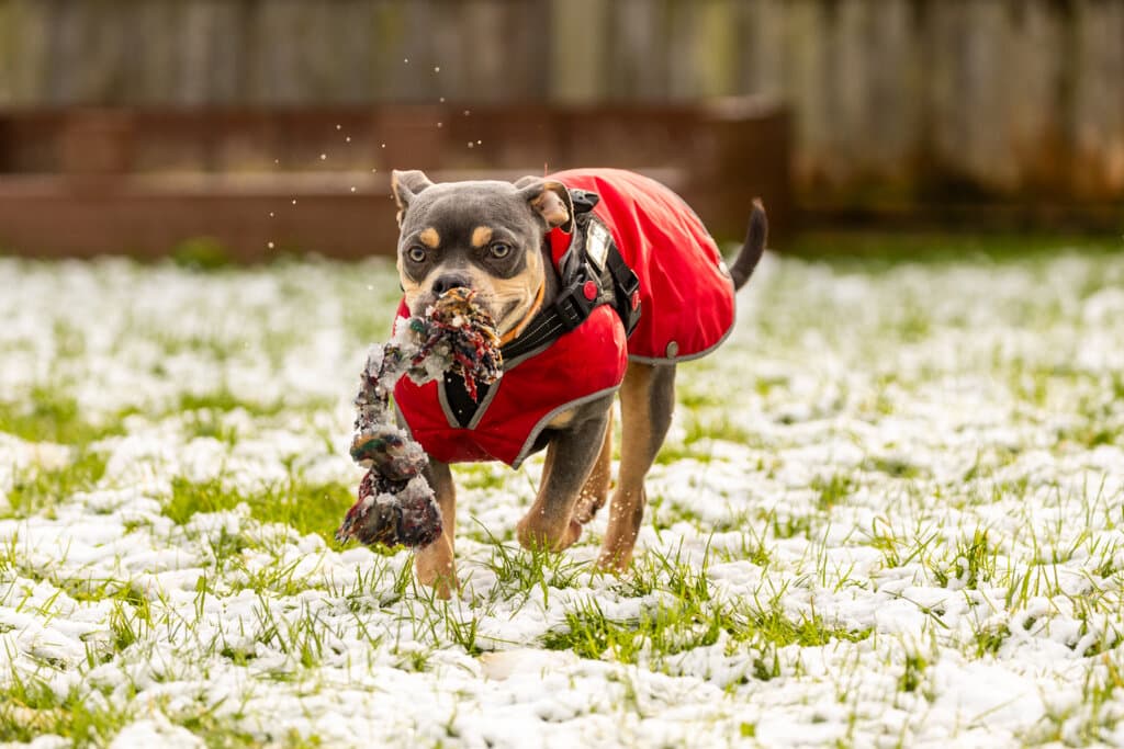 A large brown and tan dog wearing a red dog coat running along snow-covered grass with a toy in their mouth.