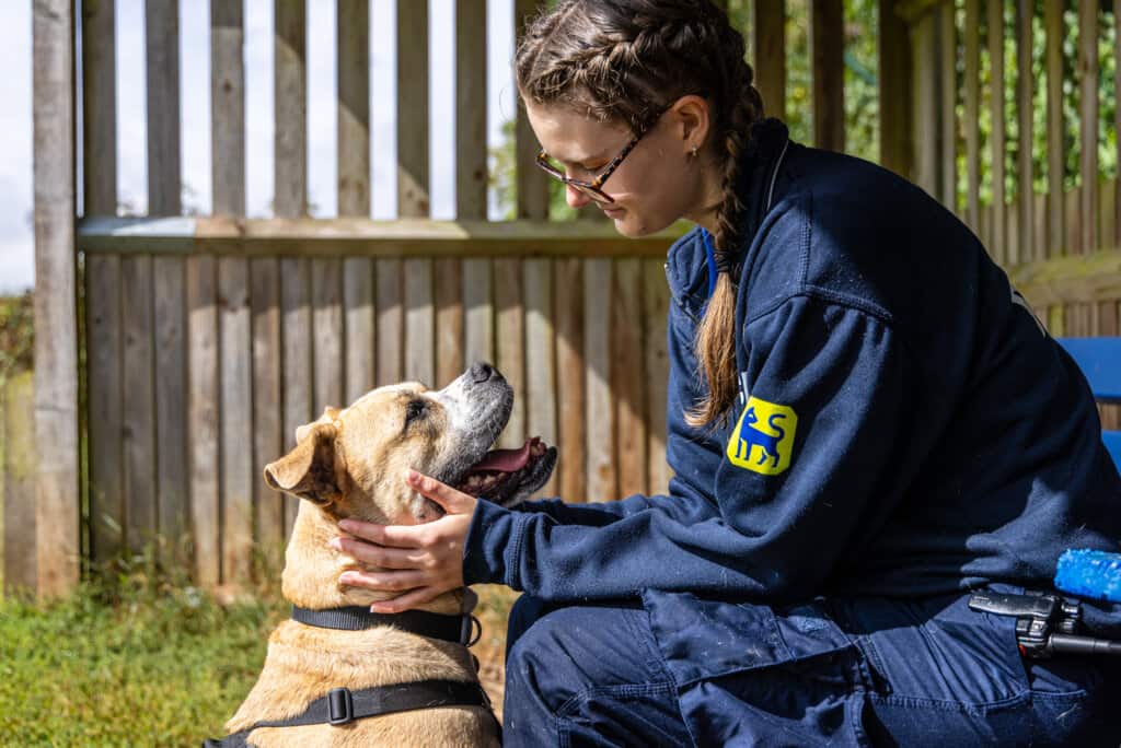 An RSPCA employee wearing a navy blue fleece sitting opposite and petting a large brown and white dog.