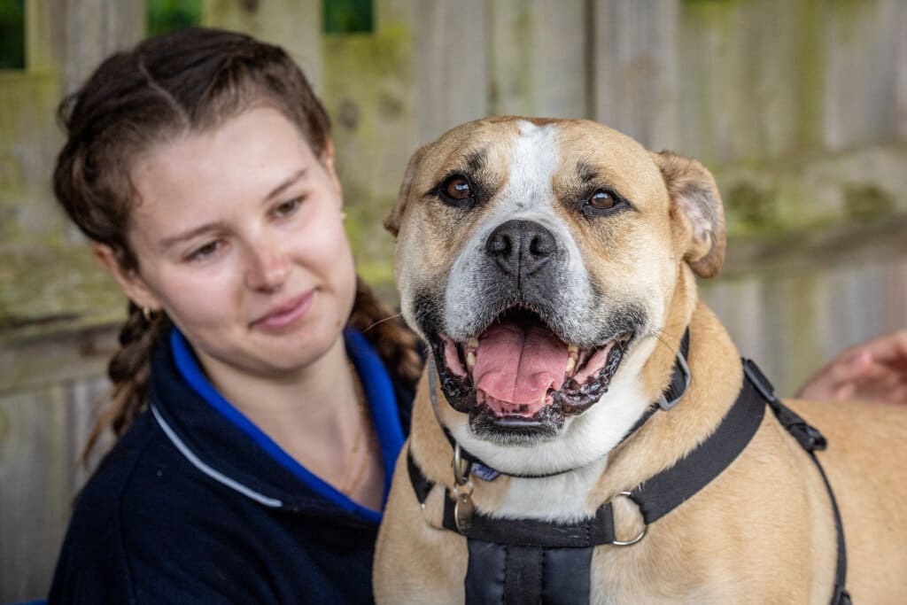 An RSPCA employee next to a large brown and white dog.