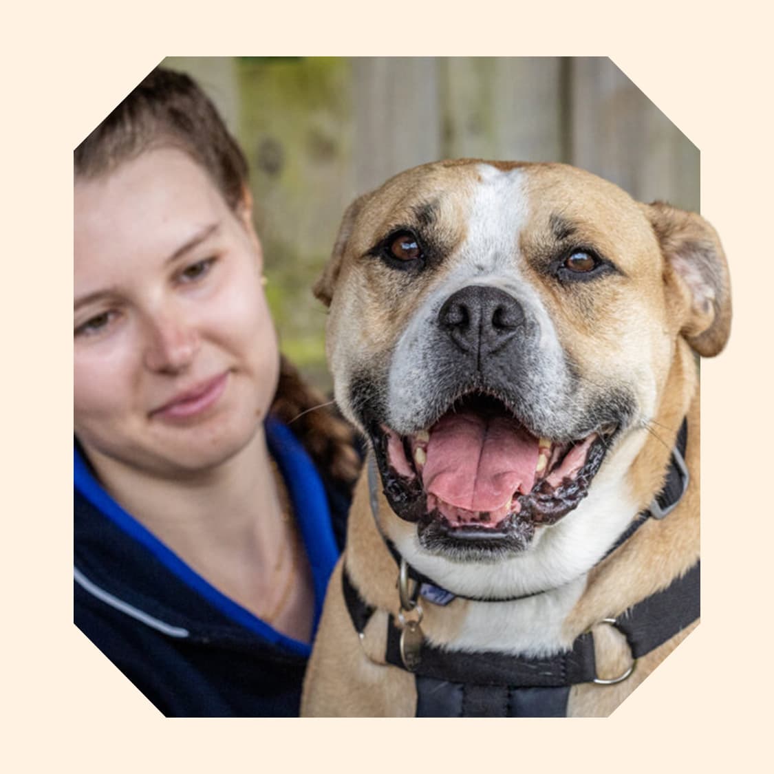 An RSPCA employee next to a large brown and white dog.