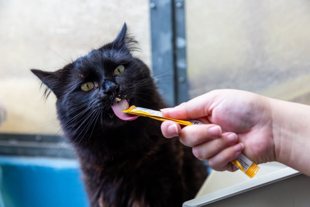 A black cat feeding on their squeeze-up cat treat.