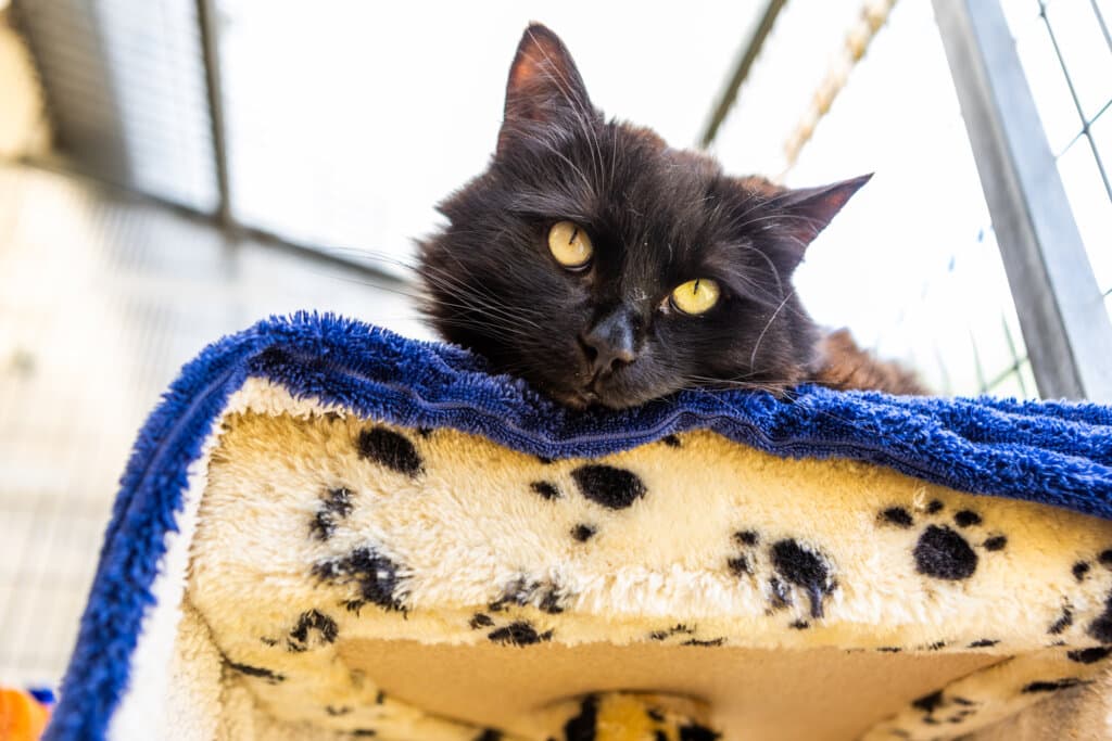 A brown and black long-haired cat laying down on a blue blanket on top of a cat tree with paw prints.