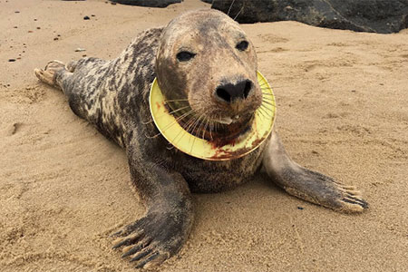 Seal with head stuck in a frisbee © RSPCA