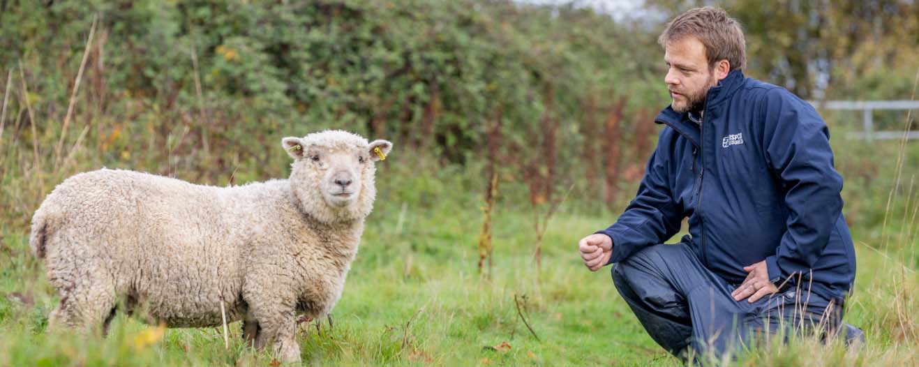 An RSPCA Assured staff member sitting across from a sheep in a field.