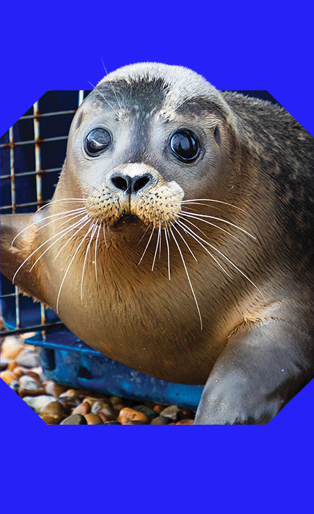 A seal moving out of a release cage and onto a pebble beach.