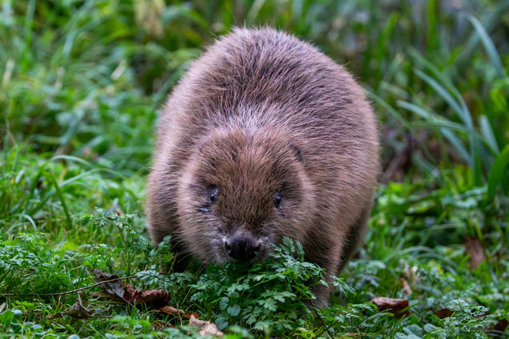 A beaver walking through moss and grass.