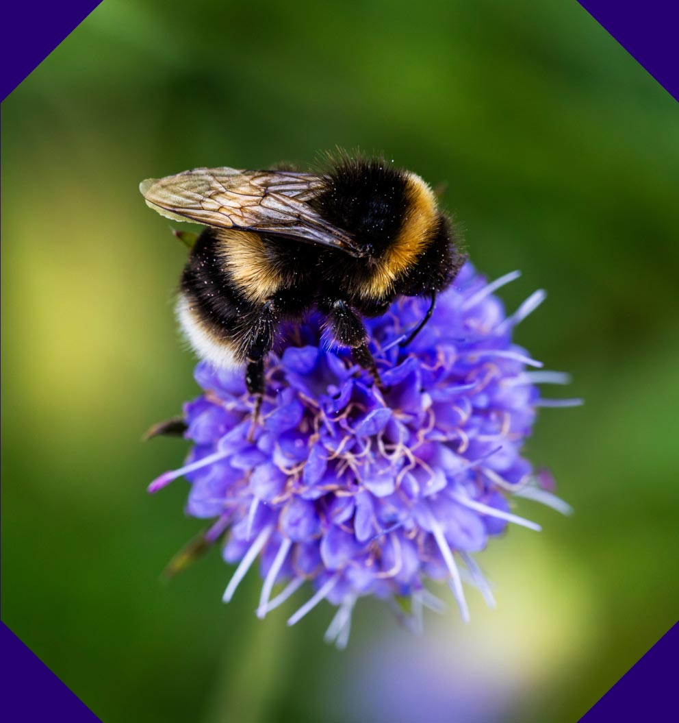 A bumblebee on a purple flower.