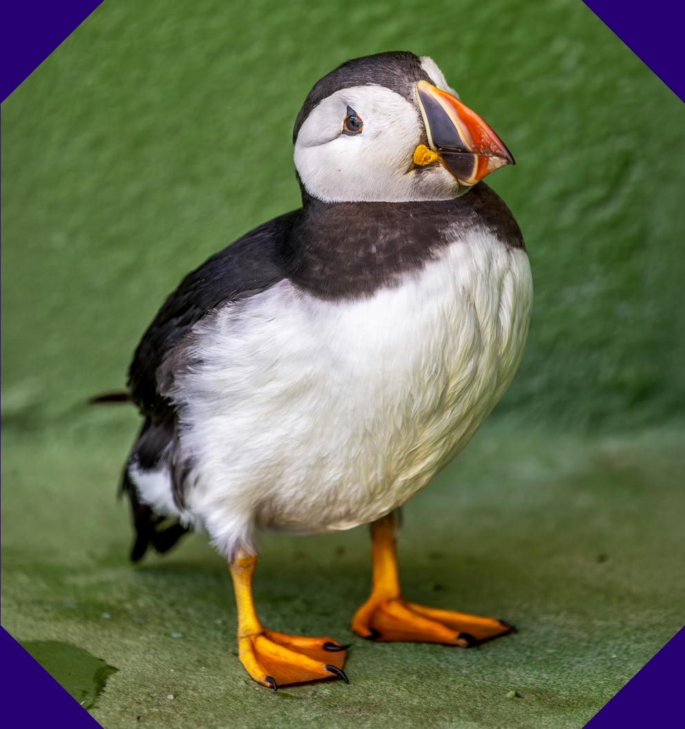 A puffin standing on a green background.