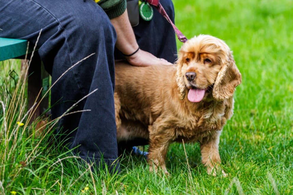 Betty, a golden cocker spaniel cross stood next to her new owner.