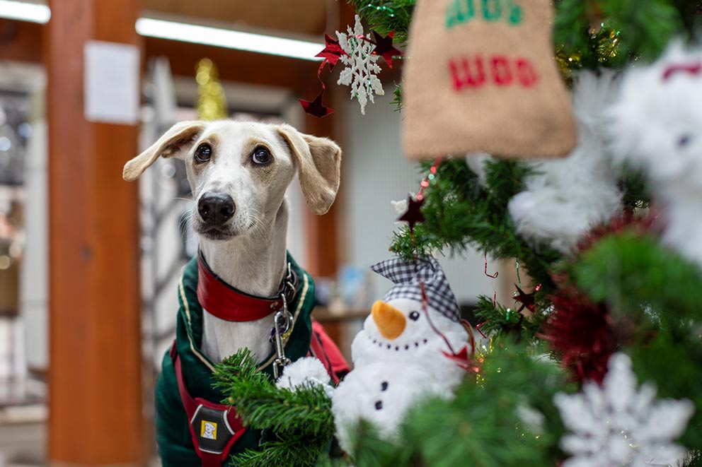 A golden and white lurcher cross dog wearing a green coat and standing next to a Christmas tree.