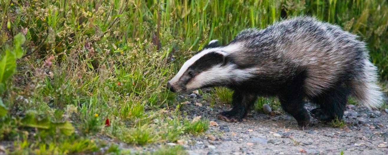 A badger walking through foliage and sniffing the surroundings.