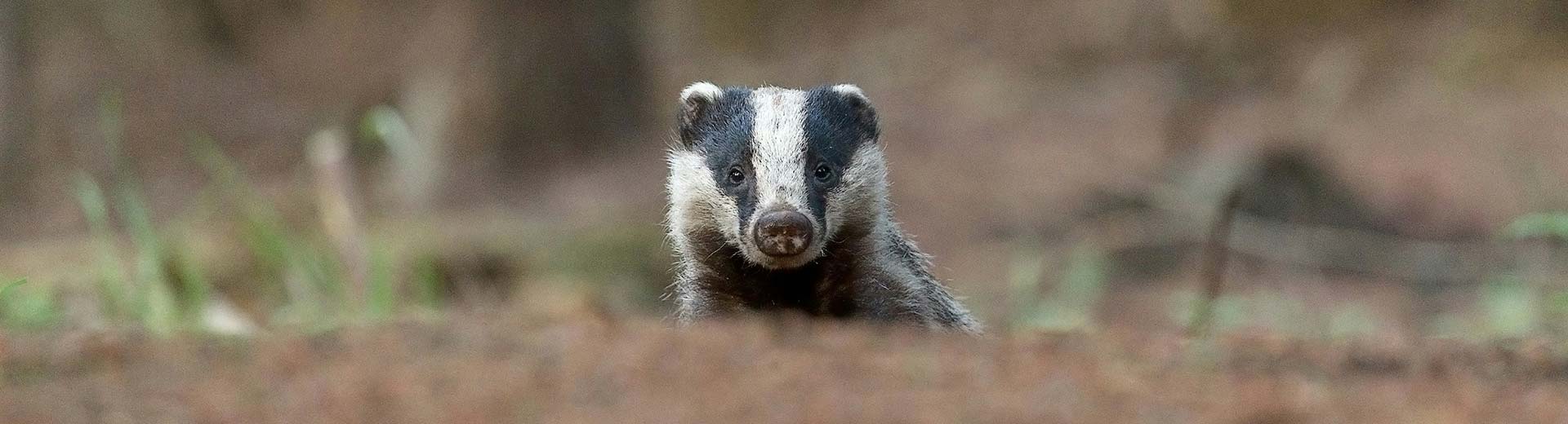 A badger peeking over a fallen tree stump.