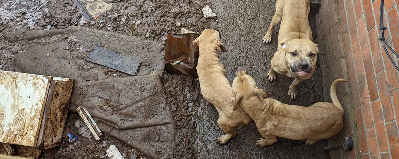 Five dogs, four tan and one black, living in a filthy outdoor courtyard.