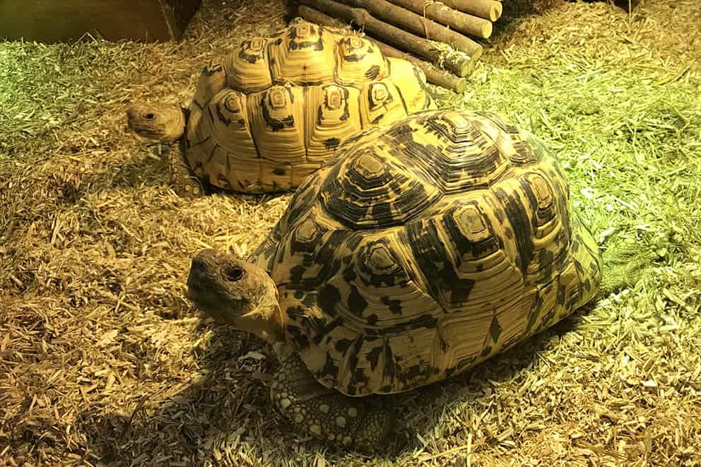 Two tortoises in an enclosure with a layer of straw and a wooden hideaway.