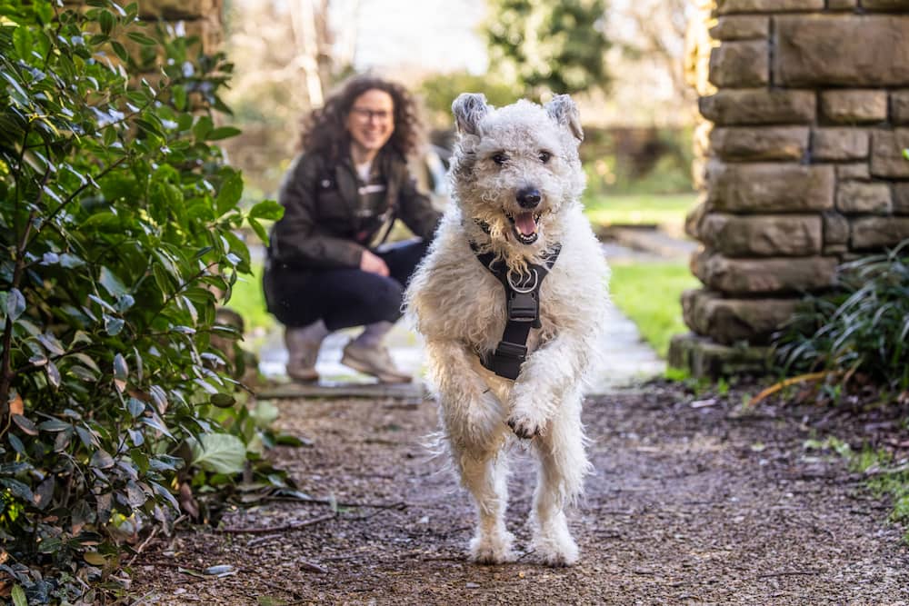 Bramley, a fluffy mixed breed dog running in a garden, his new owner smiling behind him.