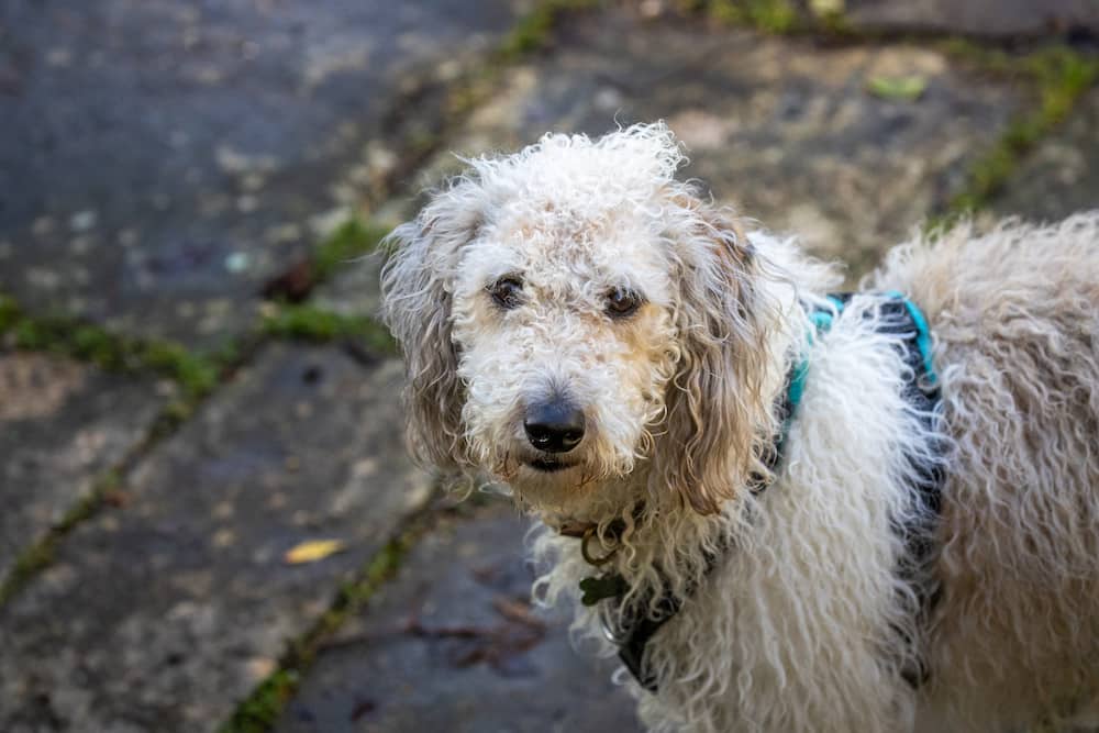 Bramley, a large fluffy mixed breed dog standing on a garden patio.