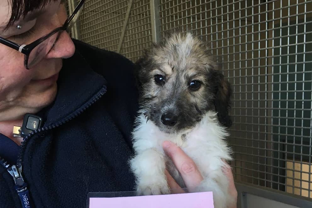 Bramley, a small fluffy puppy being held by an RSPCA staff member at Woodside Animal Centre.