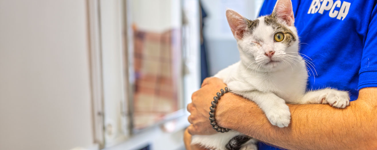An RSPCA staff member holding a white cat with one eye and tabby areas of fur around their face.