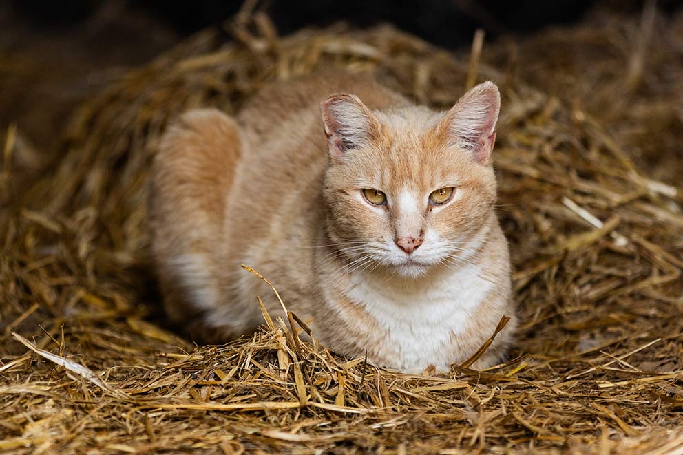 A light ginger semi-feral cat laying down on a bed of straw in a barn.