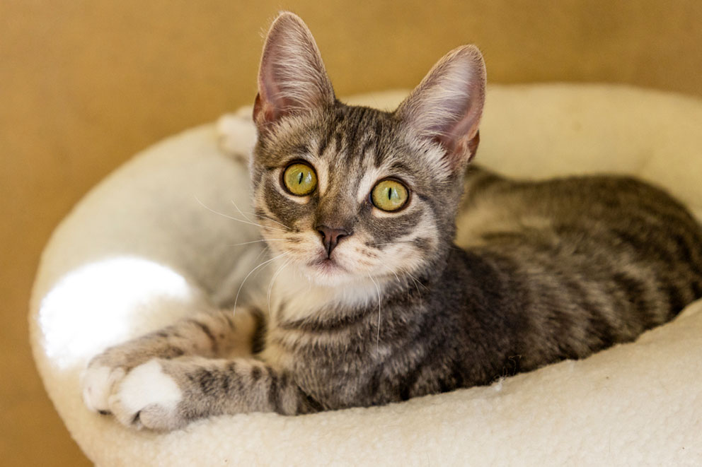 A juvenile tabby cat laying on a round cat bed.