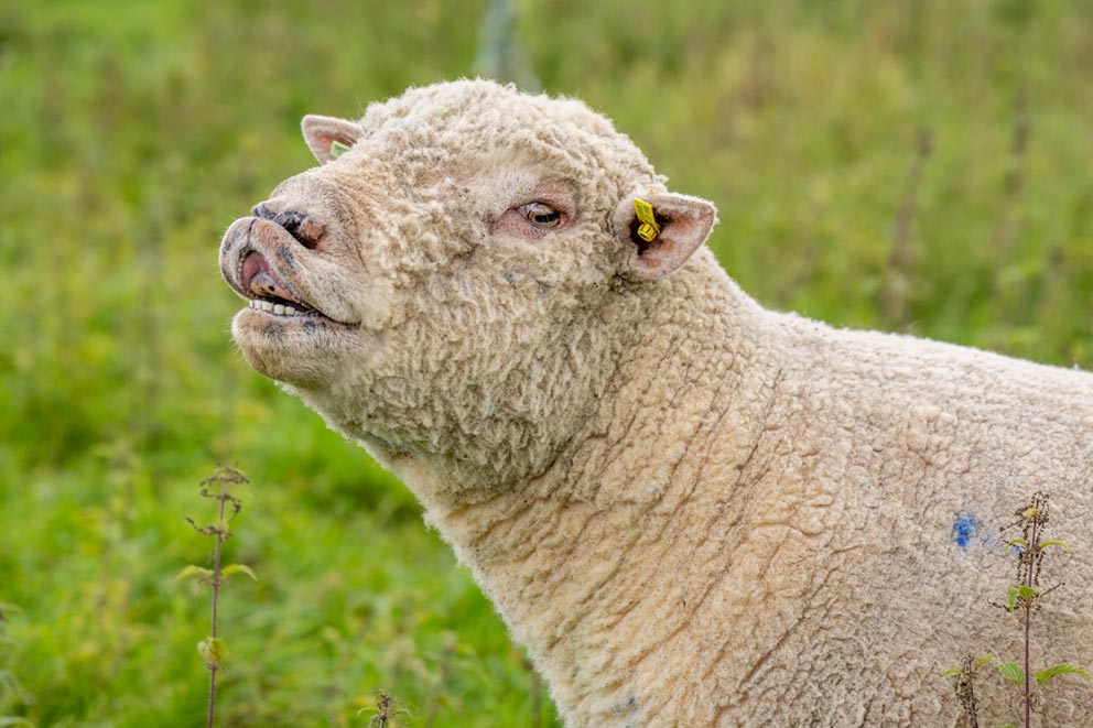 A sheep bleating in a field.