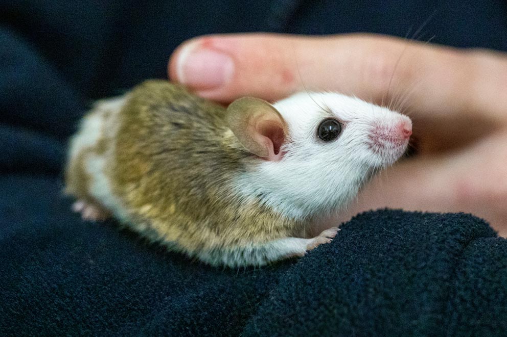 A small brown and white rodent being pet by their owner.