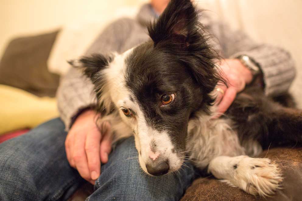 Border collie dog inside with their owner.