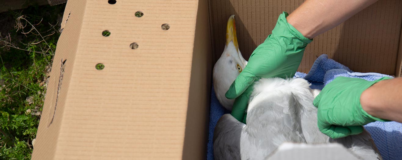 Seagull in a cardboard box