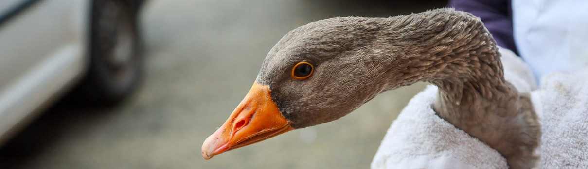 Goose held in a towel