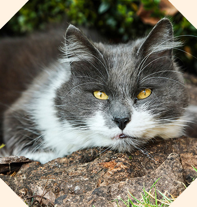 Close up of a cat's face