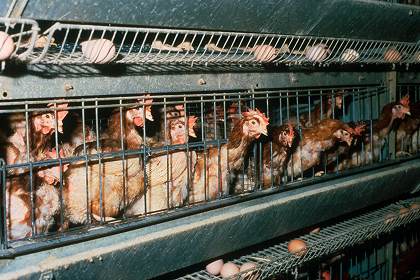 Laying battery hens in an indoor caged unit