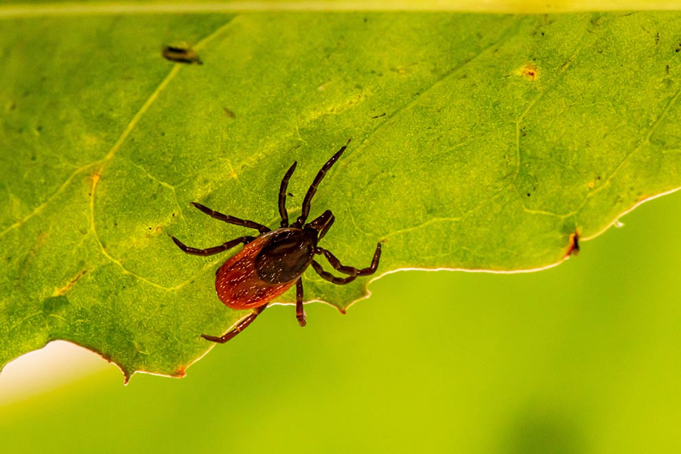 Reddish-brown tick with a flat oval body and long, thin legs spread out, resting on a green leaf.