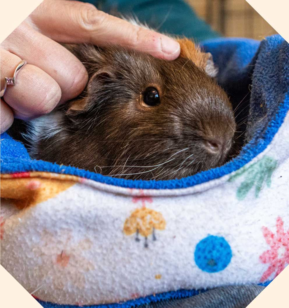 A brown short hair guinea pig sitting in a cuddle cup being pet by their owner.