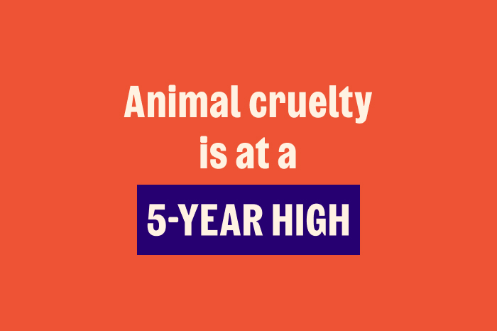 Graphic text stating that animal cruelty is at a 5-year high.