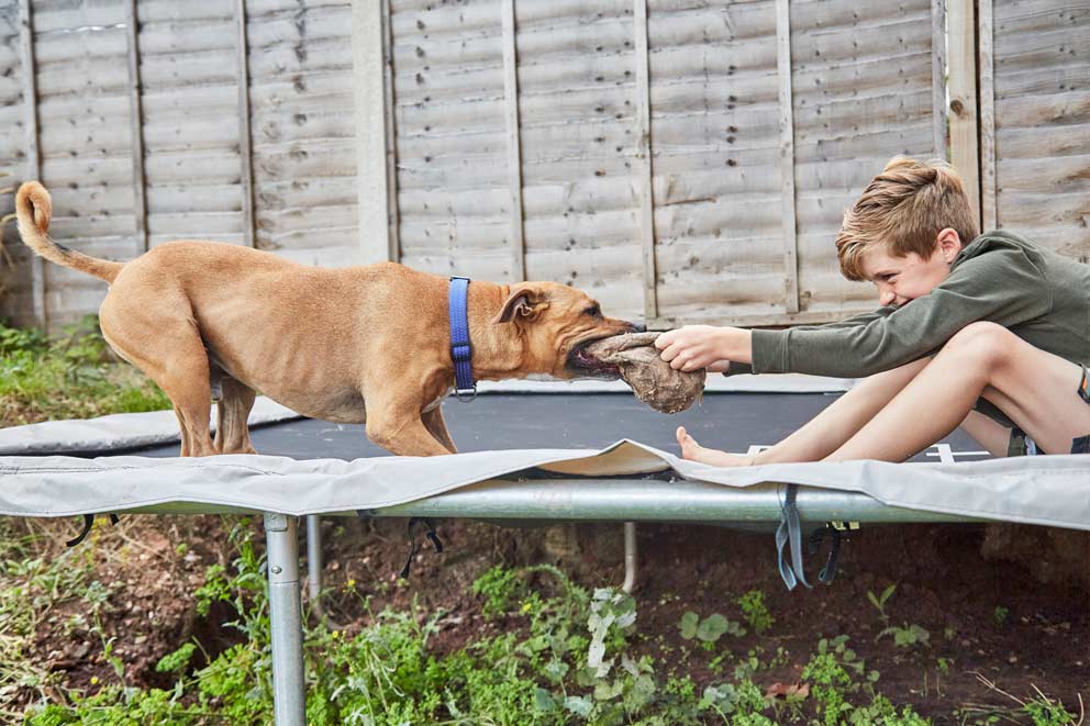 A Staffordshire-Bull Terrier dog playing tug of war with a boy on the trampoline in the garden.