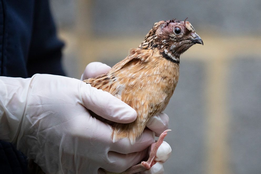 Quail being held during an animal welfare investigation into illegal fighting.