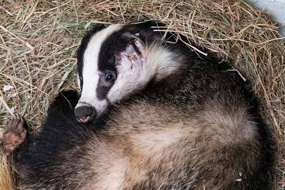 Badger curled up on straw after being rescued from suspected badger baiting.