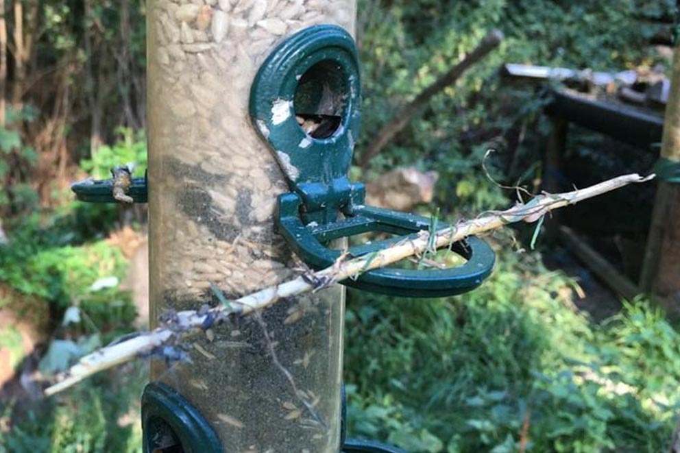A clear plastic bird trap filled with seeds has a small twig resting across one of its green metal perches.