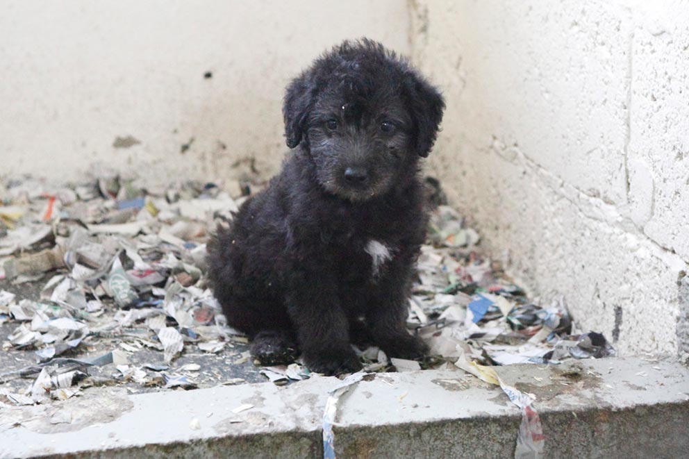 Black puppy sitting alone among shredded paper and debris in poor conditions.